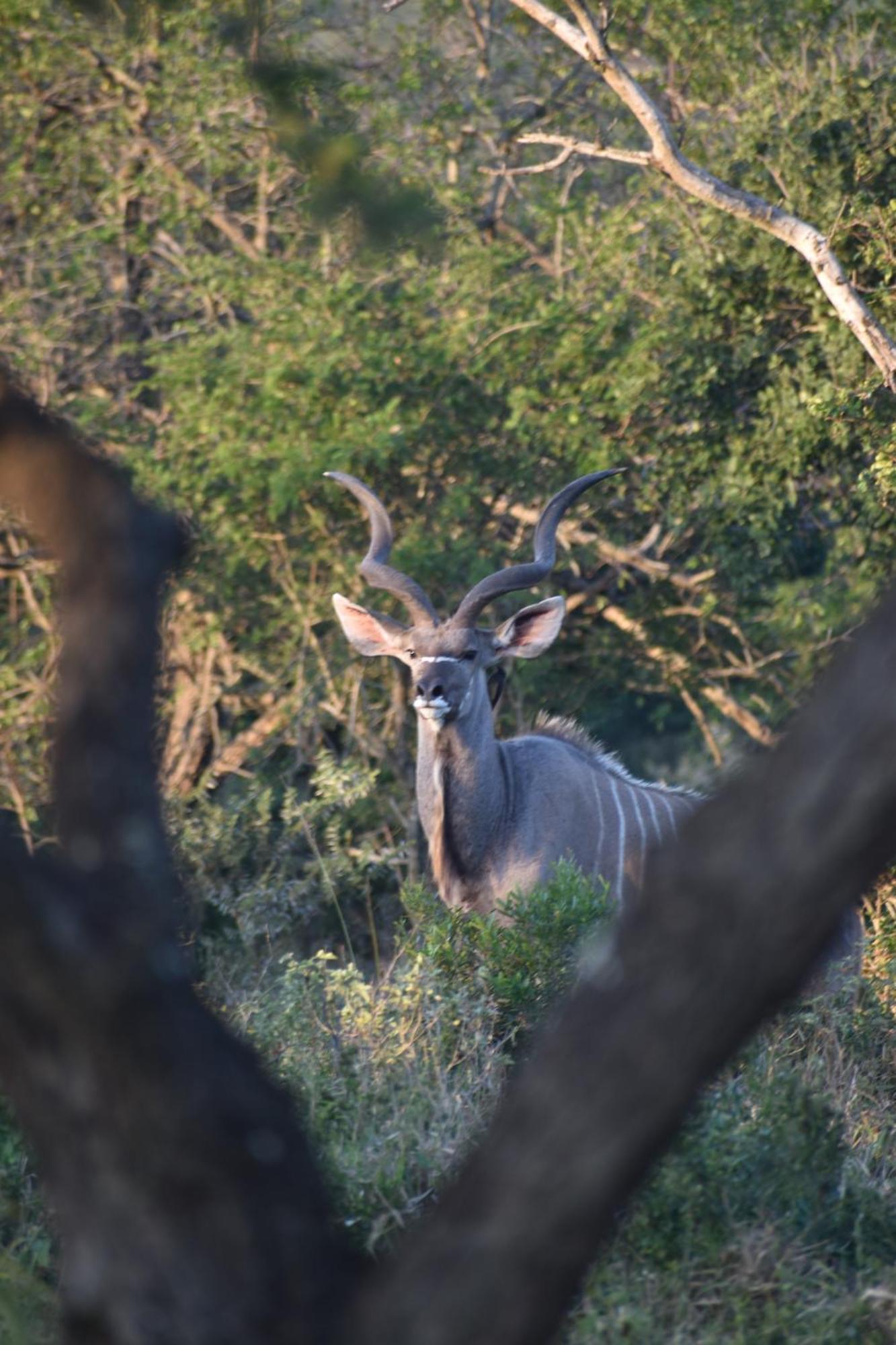 Duiker Game Lodge Hluhluwe Kültér fotó